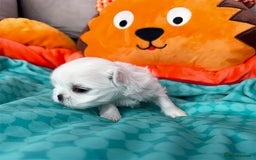 Maltese dogs for sale: 🌟Maltedoll Tiny Korean Maltese KC Reg🌟 - Image 2