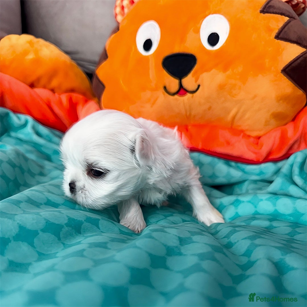 Maltese dogs for sale: 🌟Maltedoll Tiny Korean Maltese KC Reg🌟 - Image 2