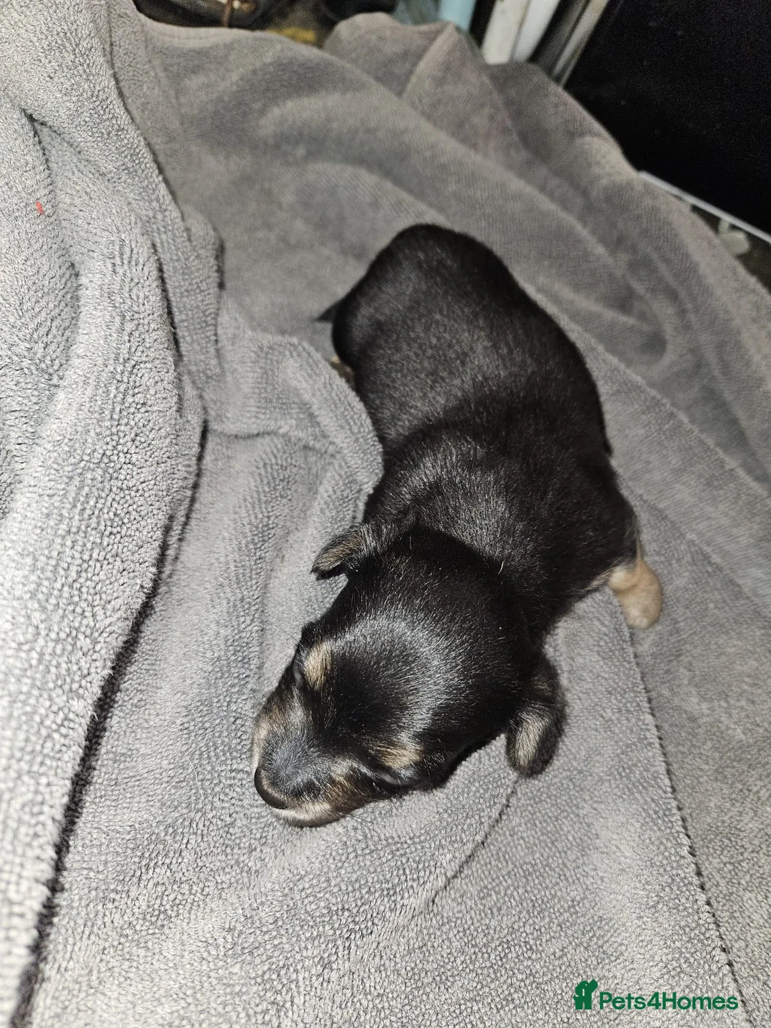 Jack Russell dogs for sale: Jack russle puppies  - Advert 9