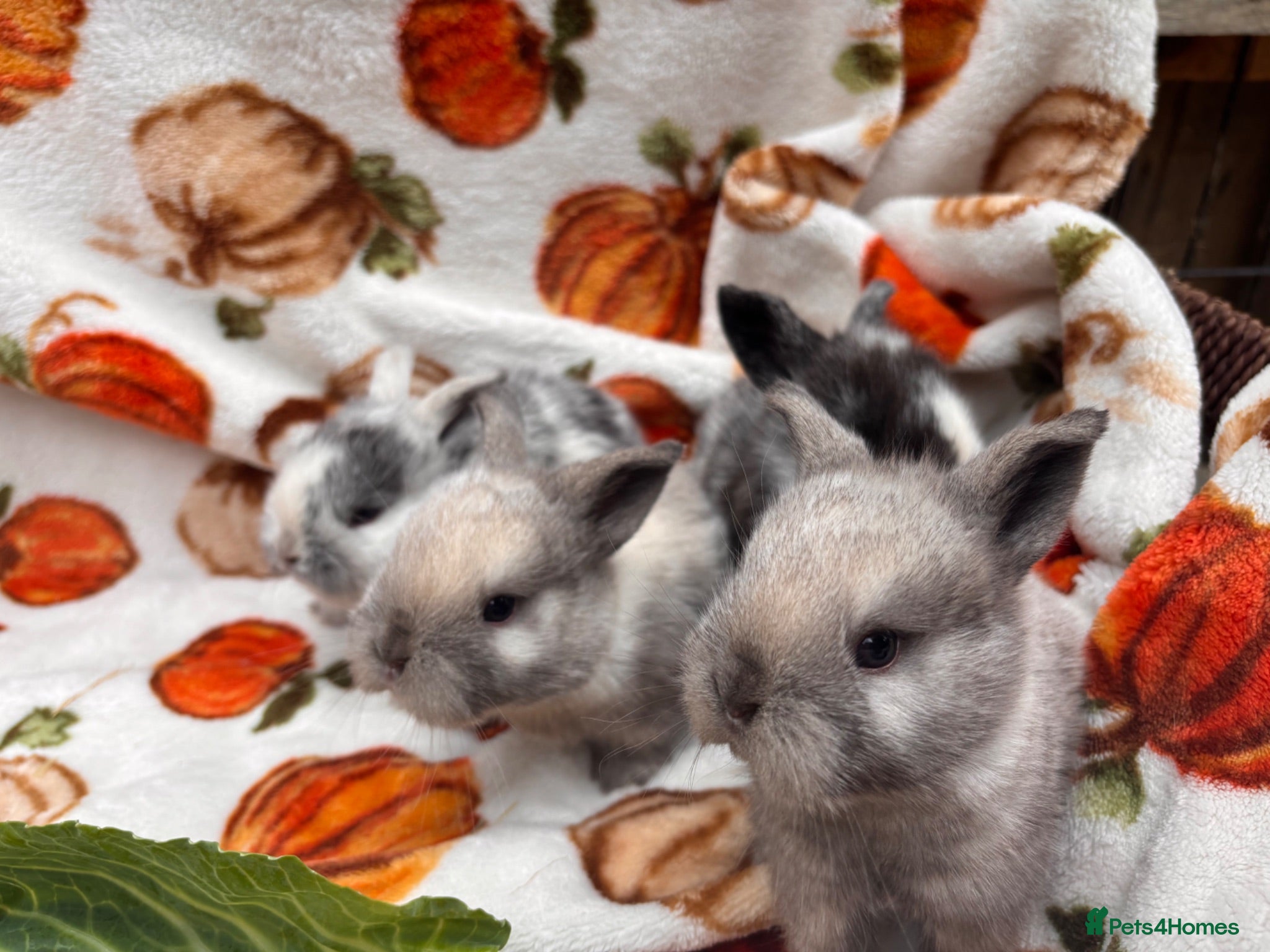 Mixed Breed rabbits Four utterly adorable bunnies available 🐰 - Advert 9