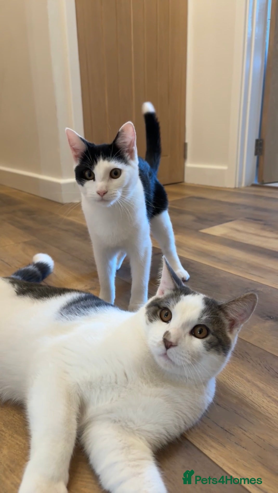 Mixed Breed cats 6 Month Old Adorable Mix Breed Brother and Sister. - Advert 2