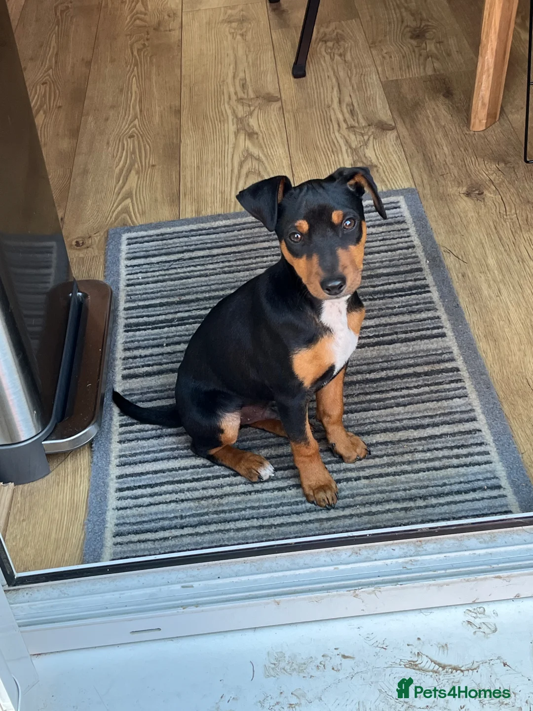 Mixed Breed dogs for sale: Milo and Rico - Advert 2