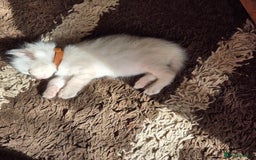 Turkish Angora cats for sale: Turkish angora  - Image 9