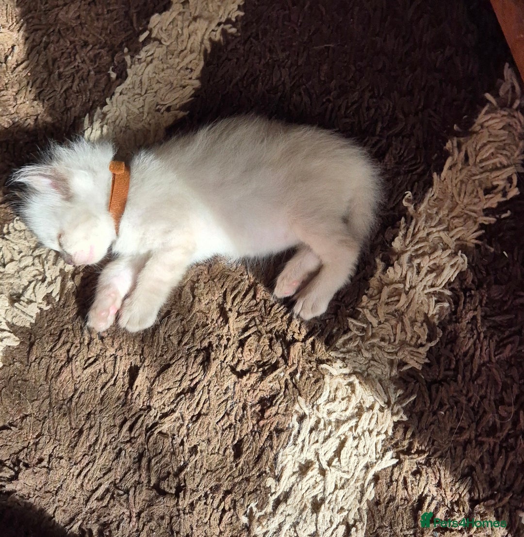 Turkish Angora cats for sale: Turkish angora  - Image 9