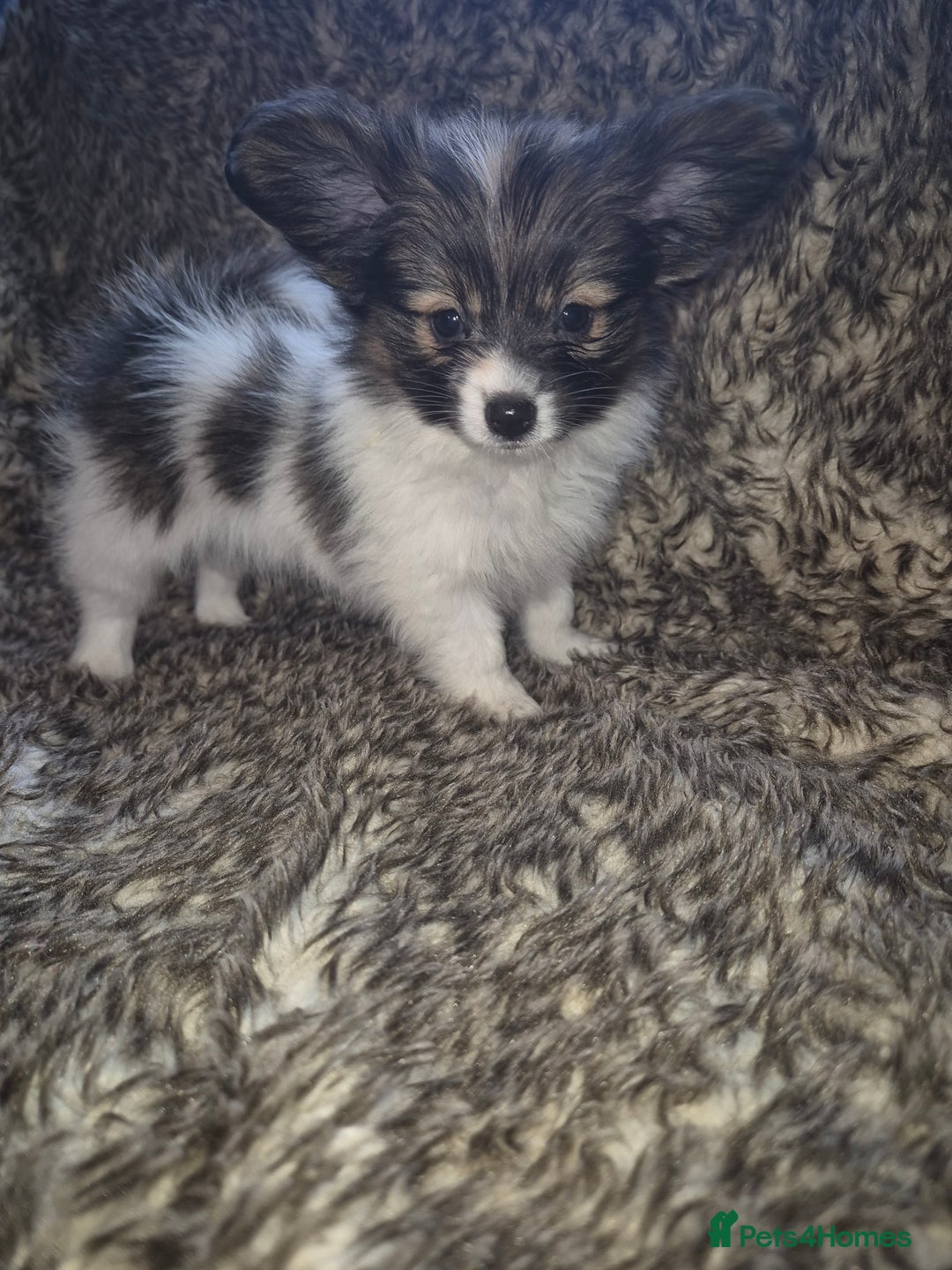 Papillon dogs for sale: Papillion puppys - Image 10