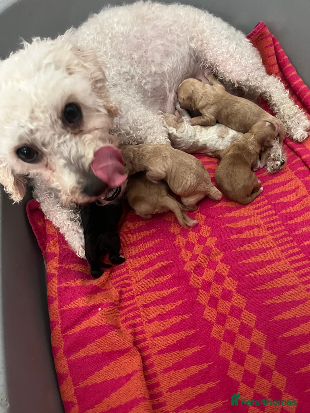 Cavapoo dogs for sale: Beautiful Cavapoo puppies  - Image 1