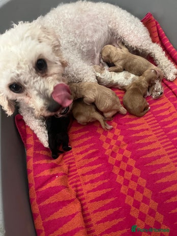 Cavapoo dogs - Advert 4