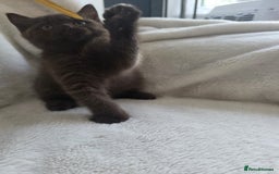British Shorthair cats for sale: GCCF British Shorthair Kittens Champion Bloodline  - Image 20