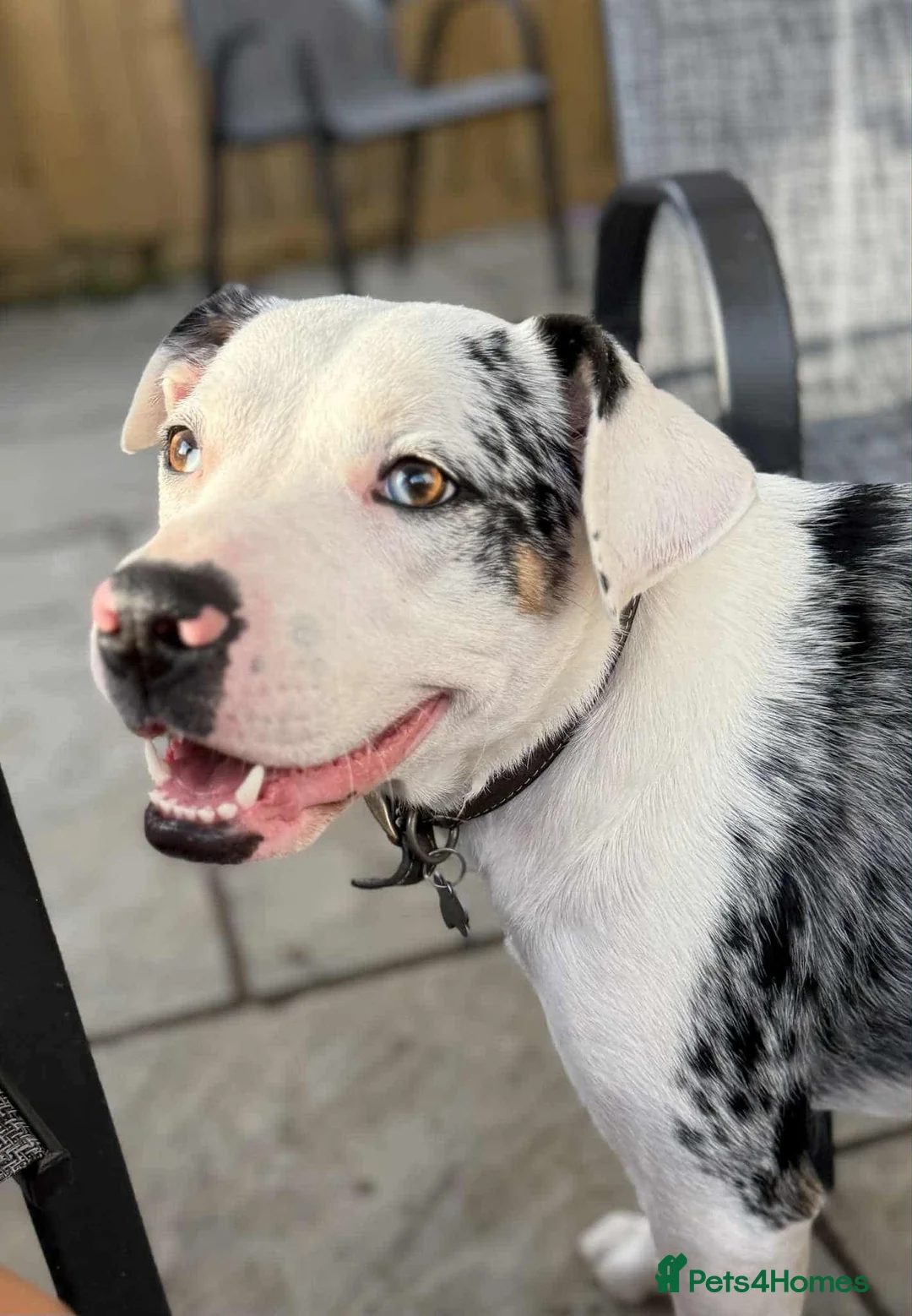 Mixed Breed dogs for sale: Border collie cross pups  - Advert 2