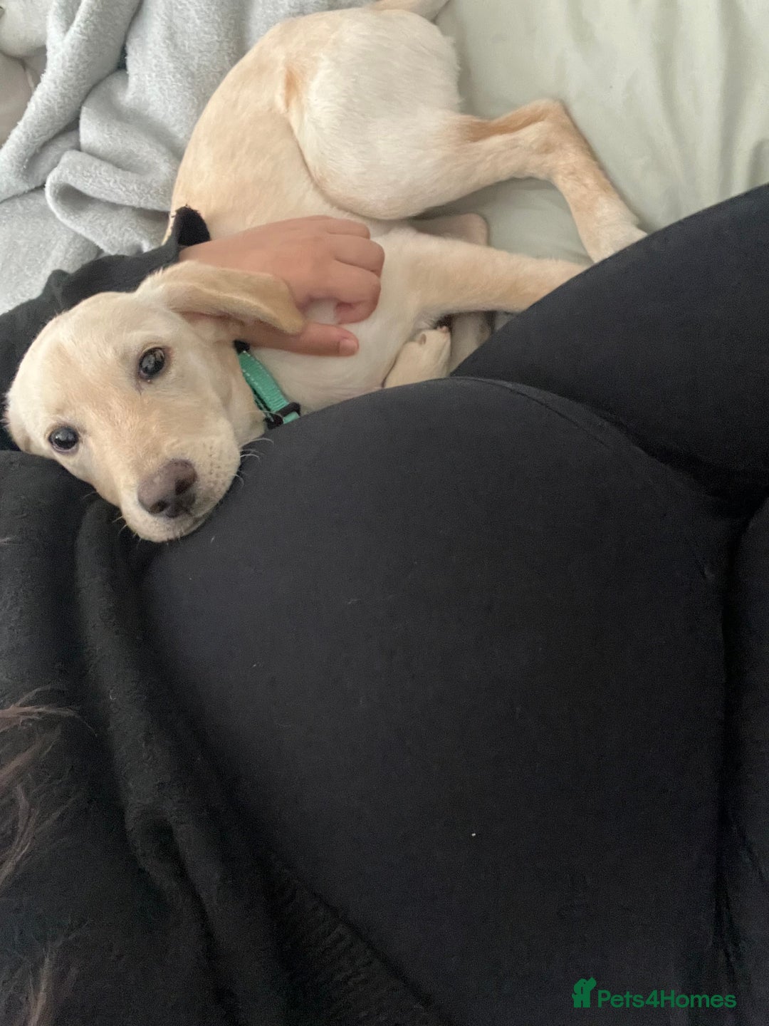 Labrador Retriever dogs for sale: Beautiful, loving Labrador Retriever forever home - Image 7