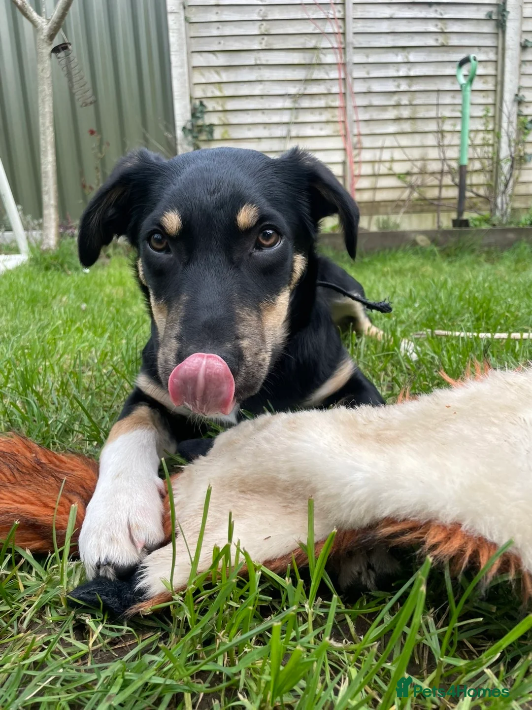 Huntaway dogs for sale: Jake the Huntaway  in Bristol - Advert 1