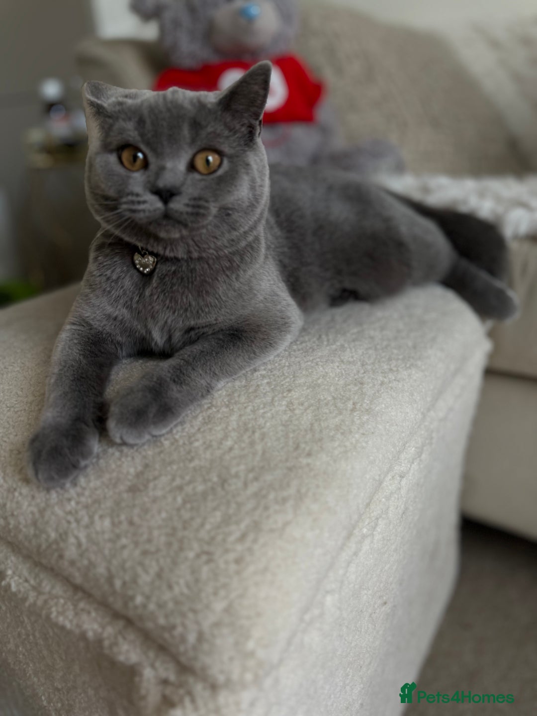 Scottish Fold cats for sale: Scottish fold and straight ear kittens in Harrow - Image 32
