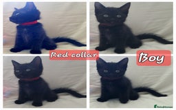 Mixed Breed cats for sale: 5 beautiful kittens for sale.Read the description. - Image 5
