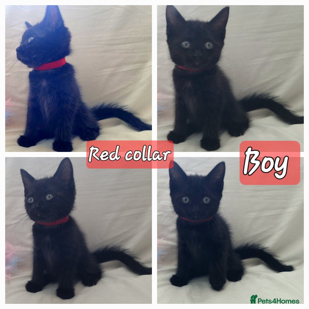 Mixed Breed cats for sale: 5 beautiful kittens for sale.Read the description. - Image 5