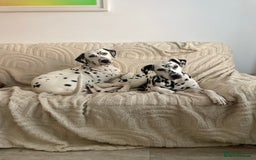 Dalmatian dogs for sale: Potential rehome - male LUA Dalmatian  - Advert 14
