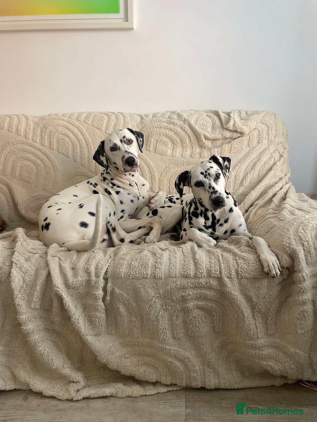 Dalmatian dogs for sale: Potential rehome - male LUA Dalmatian  - Advert 14