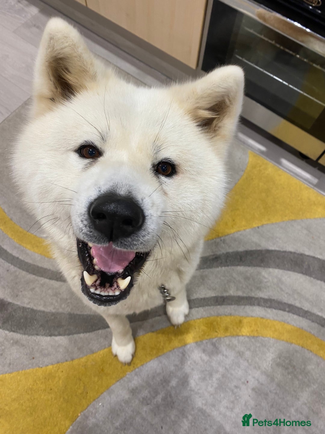 Japanese Akita Inu dogs for stud: Japanese Akita for stud - Image 3