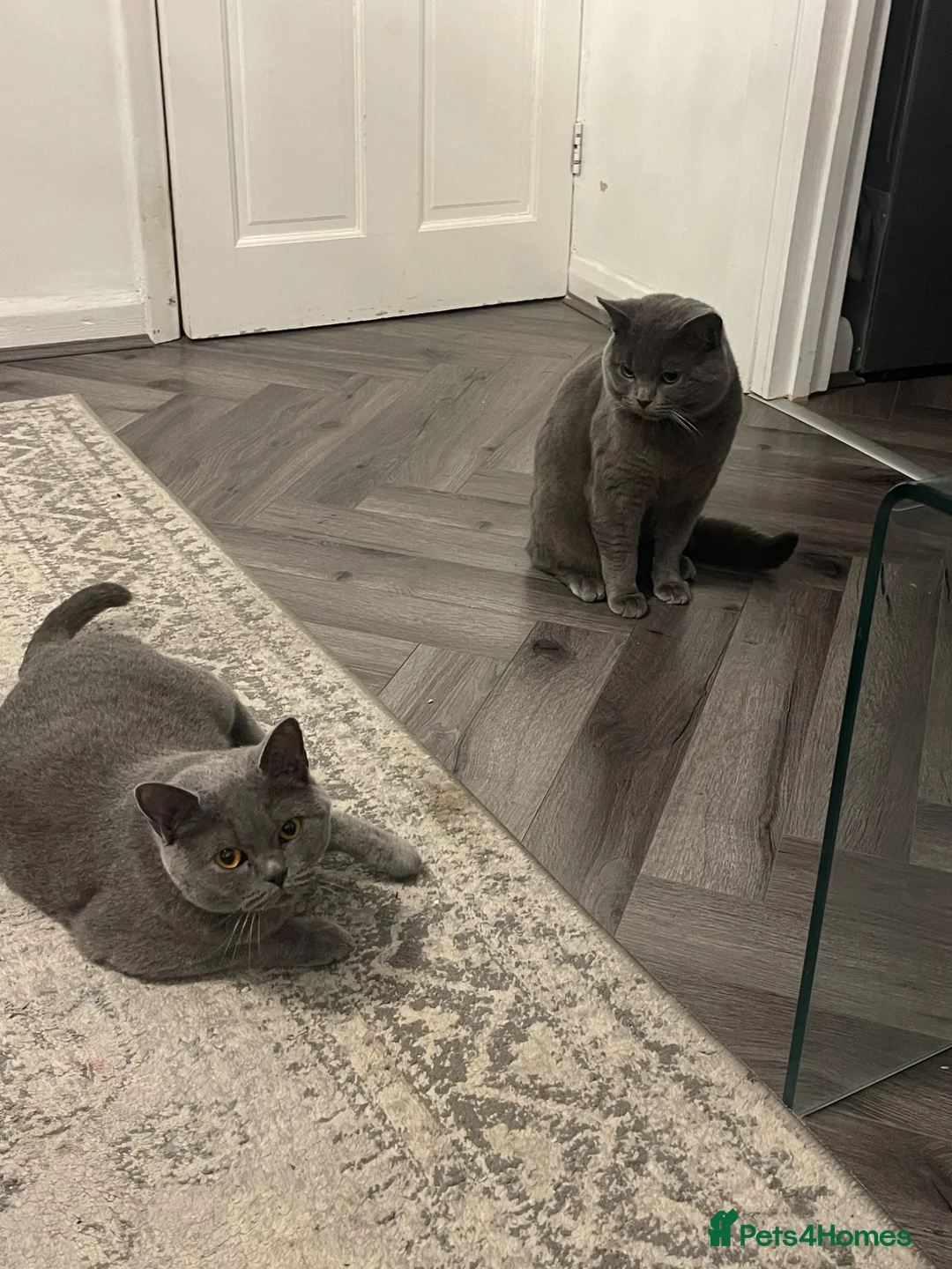 British Shorthair cats for sale: British short hair - Advert 2