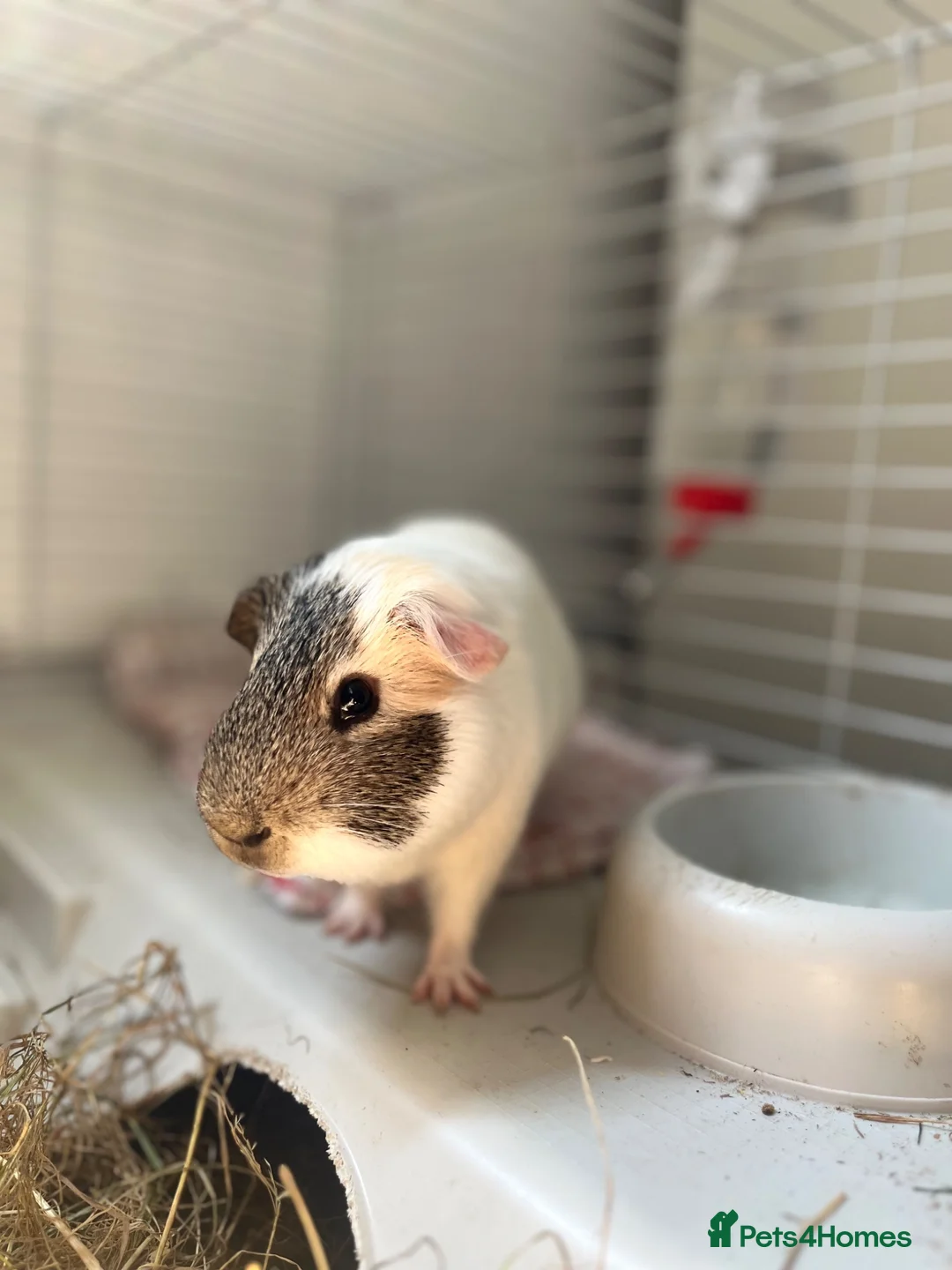 Guinea Pig rodents for sale: Cloud and Clay  in Glasgow - Advert 2