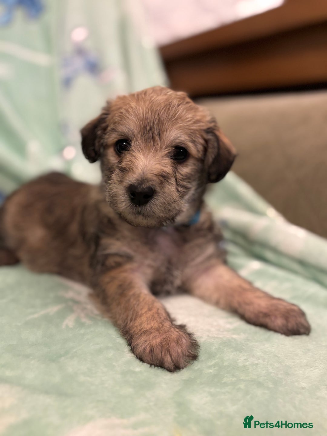 Mixed Breed dogs for sale: Westiepoo puppies - Advert 21