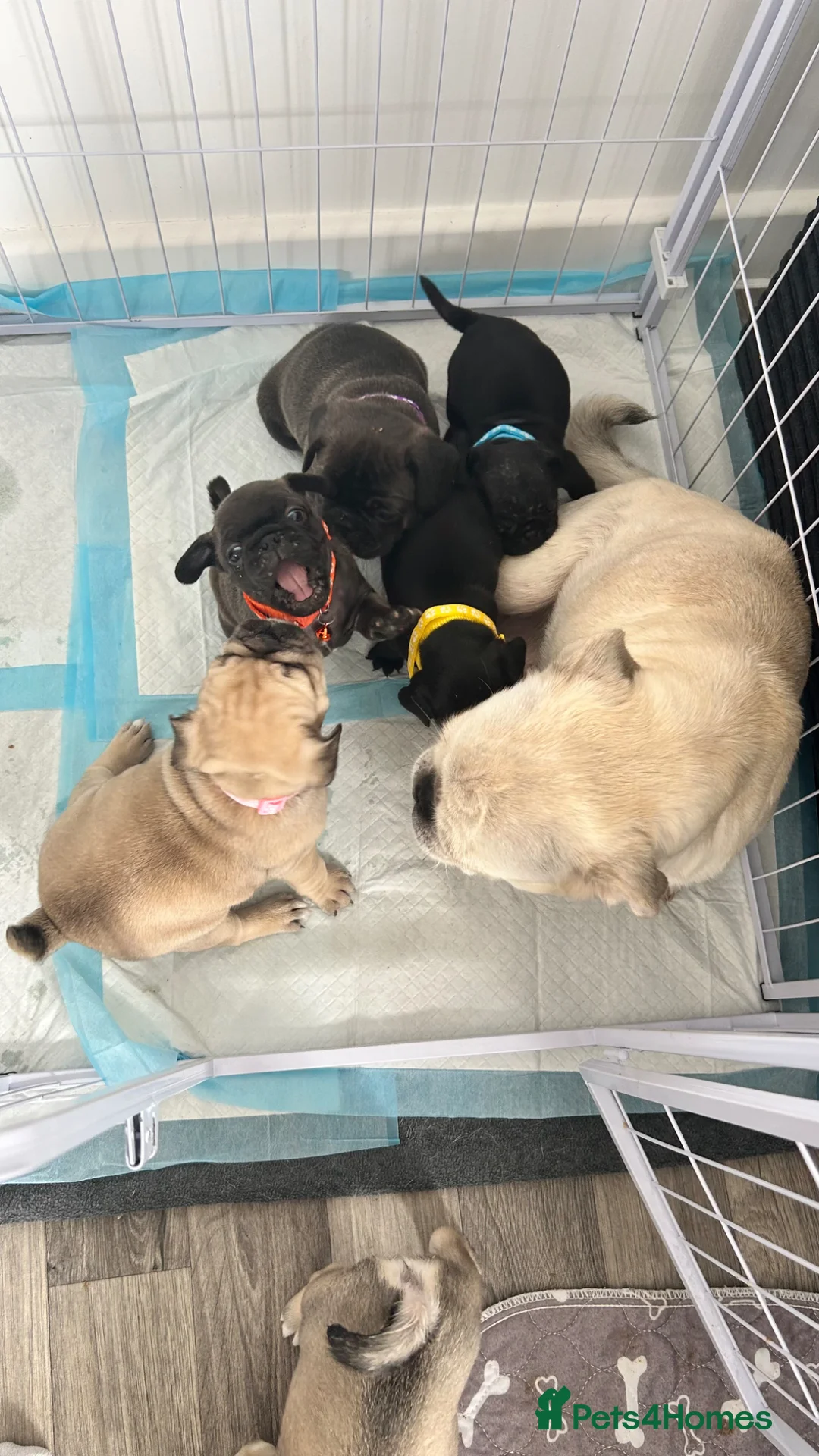 Frug dogs for sale: 6 FRUG puppies for sale in Marlow - Advert 16