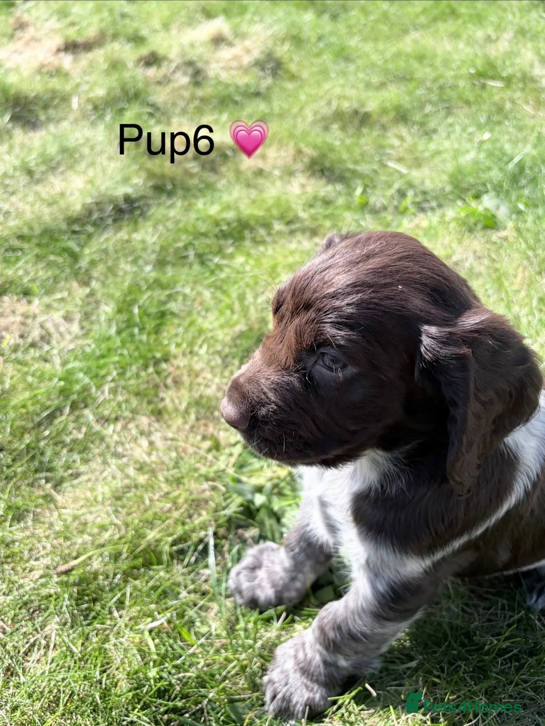 Cocker Spaniel dogs for sale: Cocker Spaniel puppies  in Orkney - Advert 2
