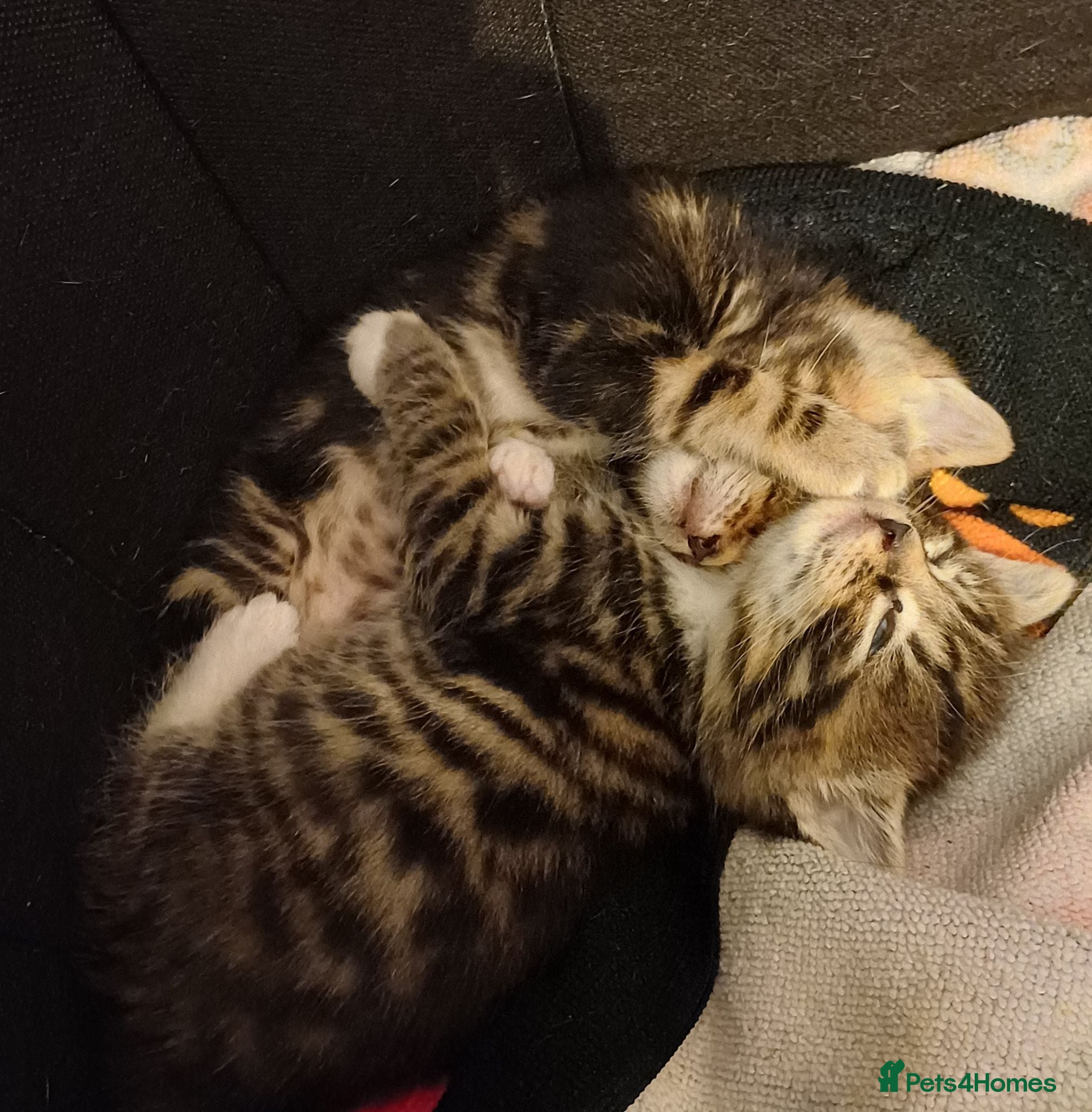 Mixed Breed cats Two beautiful tabby kittens. - Advert 1
