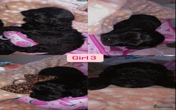Shihpoo dogs for sale: Beautiful Shihpoos 🐶🐾 - Image 13