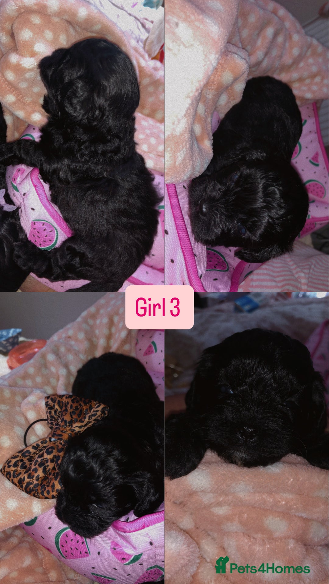 Shihpoo dogs for sale: Beautiful Shihpoos 🐶🐾 - Image 13