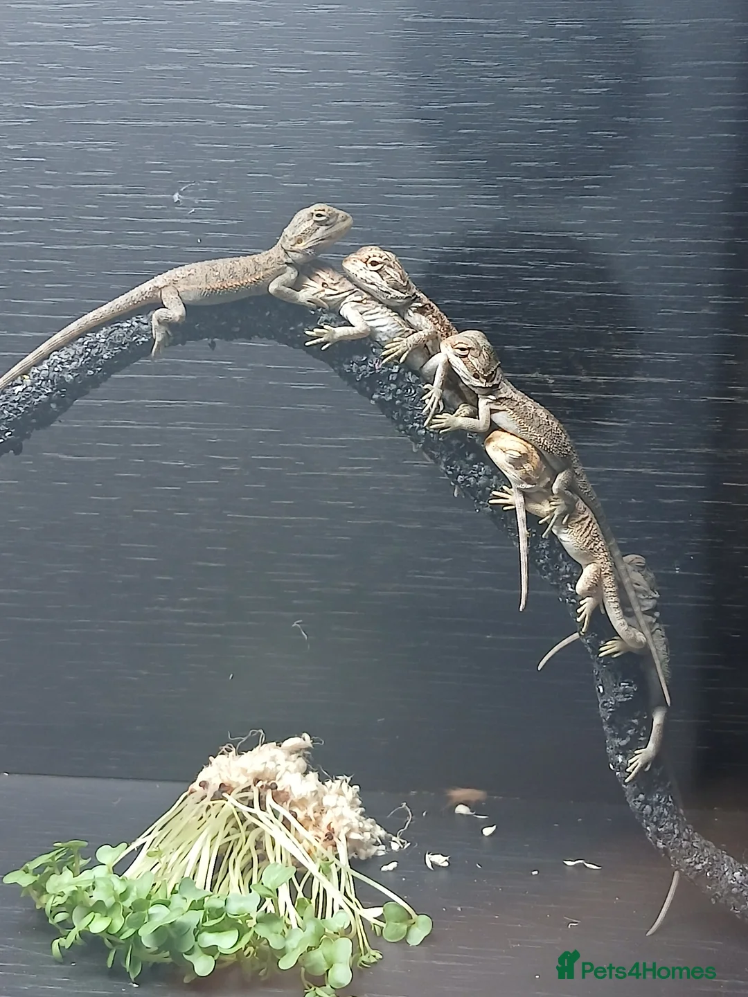 Bearded Dragon reptiles for sale: Baby bearded dragons  in Southampton - Advert 1