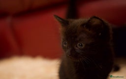Mixed Breed cats for sale: Gorgeous Maine-Coon/Ragdoll/Bombay Mix Kittens!!! - Image 10