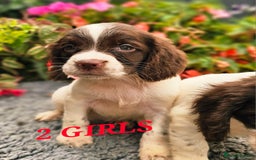English Springer Spaniel dogs for sale: QUALITY WORKING ESS PUPS - Image 27