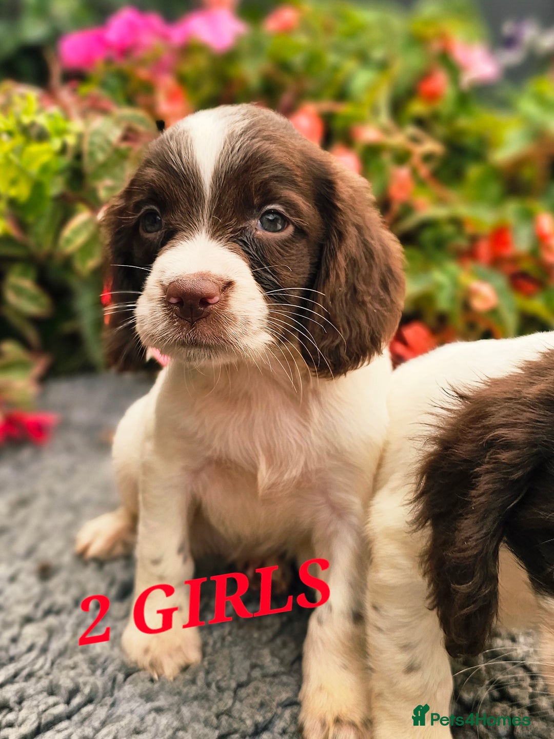 English Springer Spaniel dogs for sale: QUALITY WORKING ESS PUPS - Image 27
