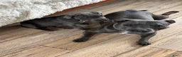 Staffordshire Bull Terrier dogs for sale: Beautiful Blue Staffordshire Bull Terrier - Advert 3