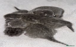 British Shorthair cats for sale: ✨British Shorthair GCCF 5 generation Pedigree✨ - Advert 9