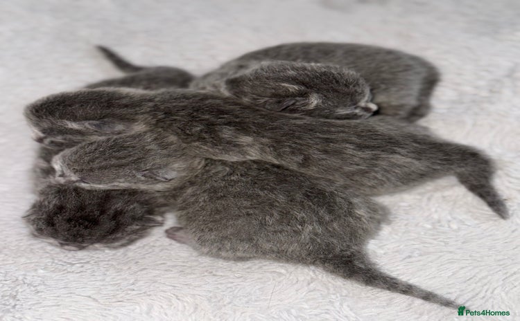 British Shorthair cats - Advert 16