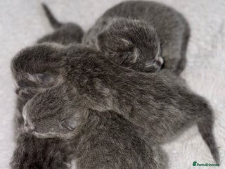 British Shorthair cats - Advert 27