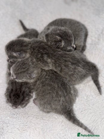 British Shorthair cats - Advert 13