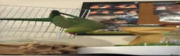 Parrots birds for sale: Indian ring neck parrot in South Ockendon - Advert 1