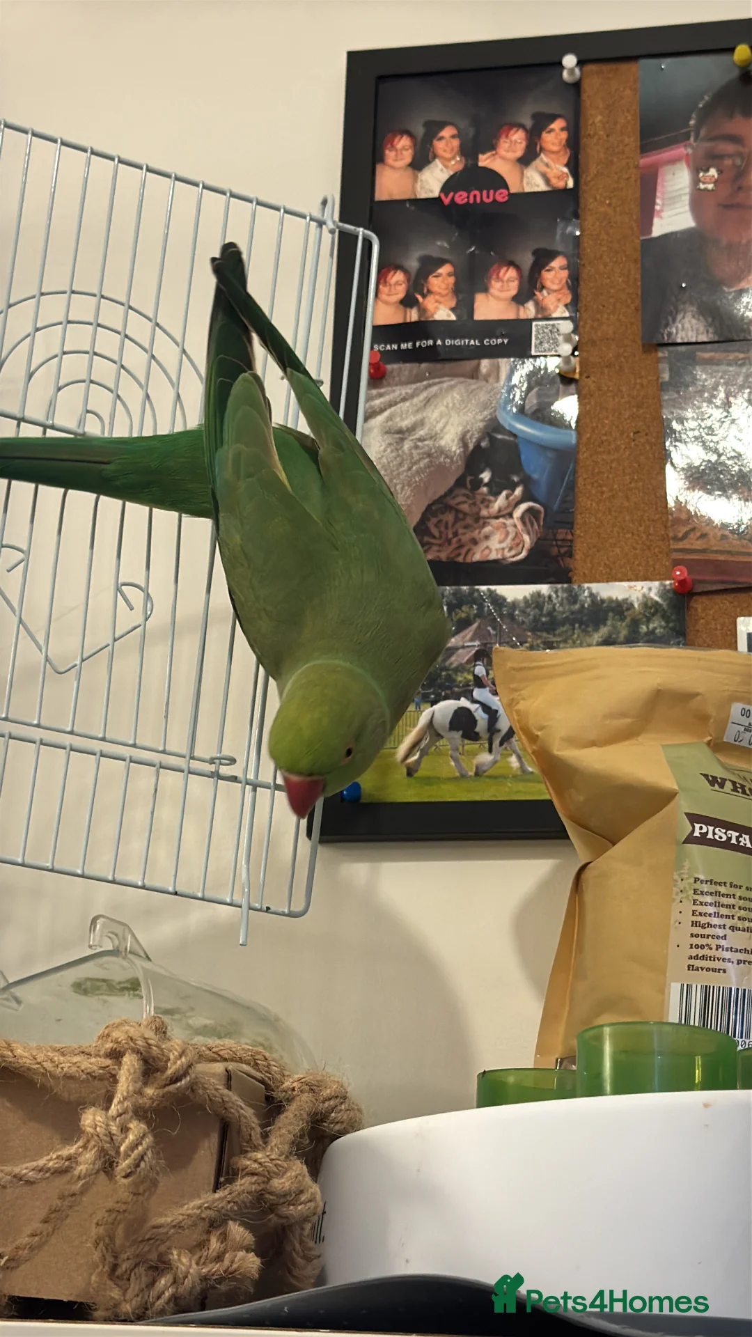 Parrots birds for sale: Indian ring neck parrot in South Ockendon - Advert 1