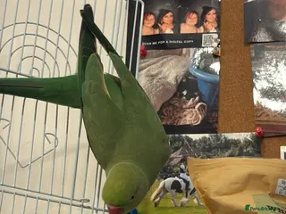 Parrots birds Indian ring neck parrot - Advert 5