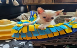 Siamese cats for sale: Registered,boast EU and World champion lineage - Image 2