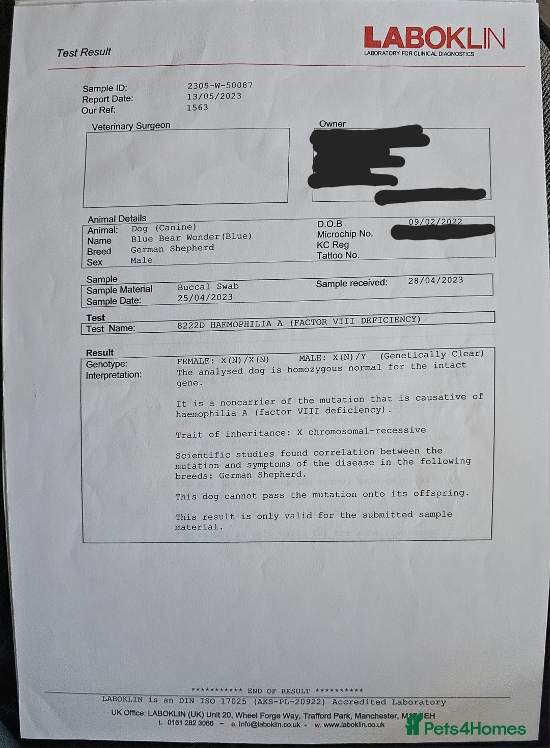 German Shepherd dogs for sale: 💠5 Beautiful healthy KC reg straight back GSP's💠 - Advert 17