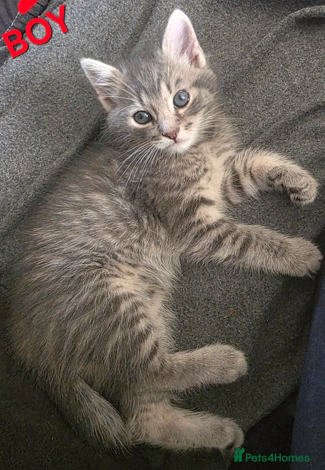 Mixed Breed cats for sale: GREY MIXED TABBY X3 - Advert 7