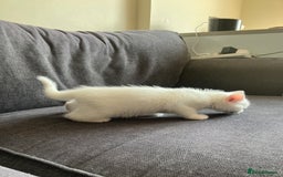 Scottish Fold cats for sale: Scottish fold & Khao Manee mix sisters - Image 18