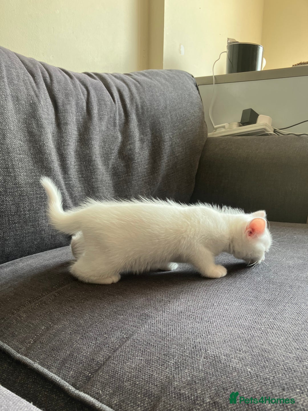 Scottish Fold cats for sale: Scottish fold & Khao Manee mix sisters - Image 18