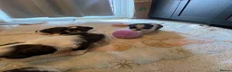 Shih Tzu dogs for sale: Shihtzu puppies for sale  - Advert 20