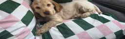 Cocker Spaniel dogs for sale: Male lemon roan show cocker puppy  - Advert 18