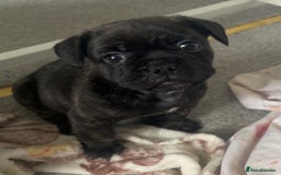 Frug dogs for sale: F1 Frug  - Image 1