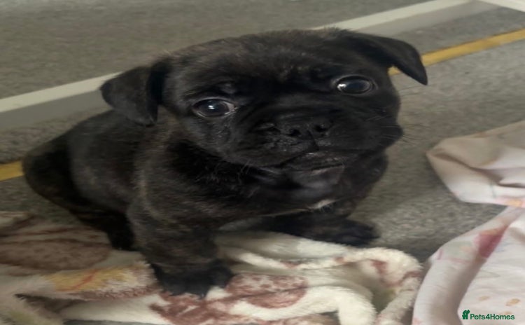 Frug dogs - Advert 2